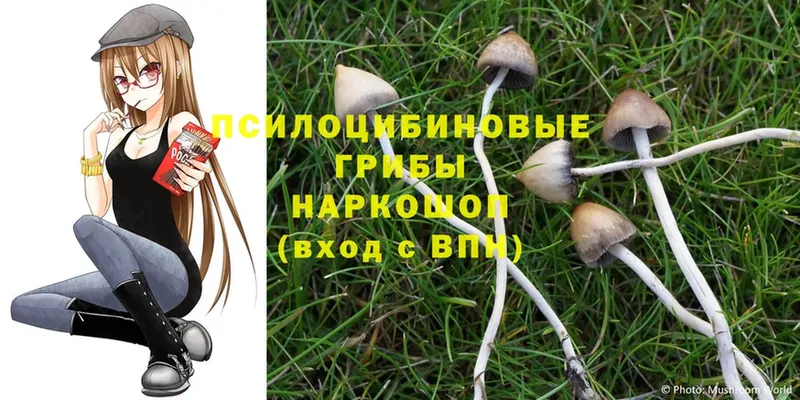 Псилоцибиновые грибы Cubensis  hydra онион  Кирс 